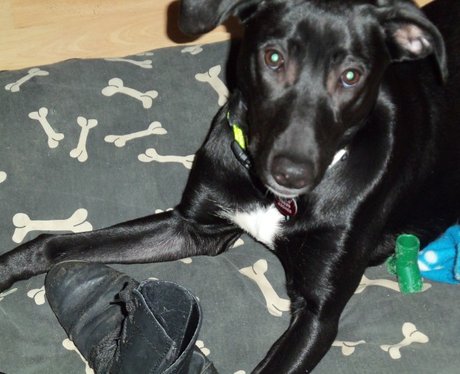 Daleside Pet Pics Competition