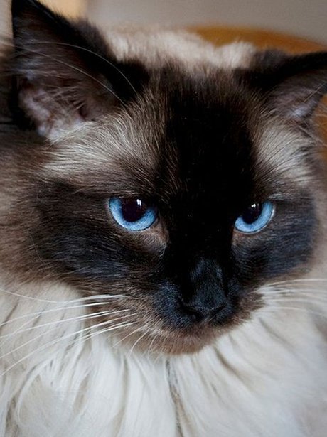 Daleside Pet Pics Competition