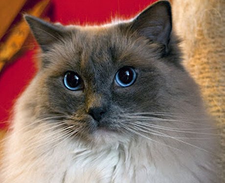 Daleside Pet Pics Competition