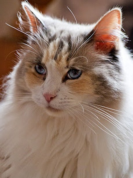 Daleside Pet Pics Competition