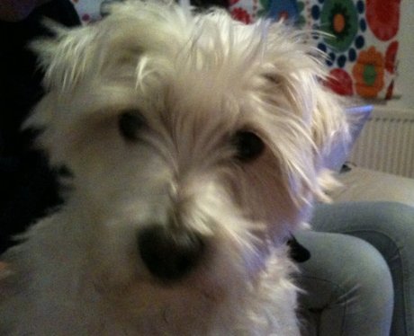 Daleside Pet Pics Competition