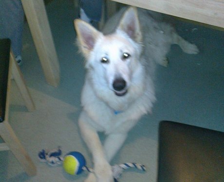 Daleside Pet Pics Competition