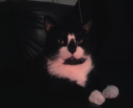 Daleside Pet Pics Competition