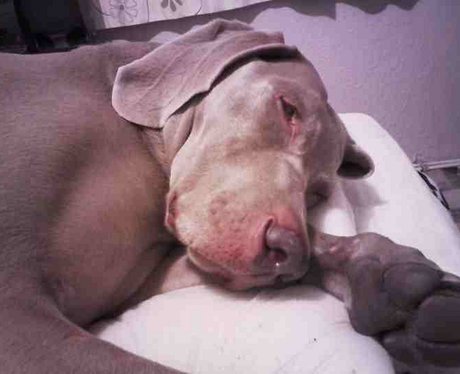 Daleside Pet Pics Competition