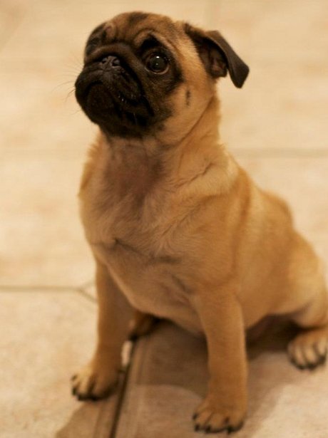 Daleside Pet Pics Competition