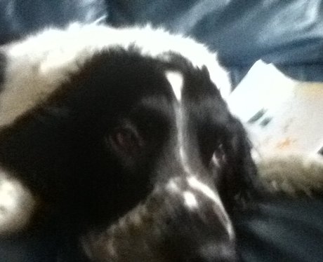 Daleside Pet Pics Competition