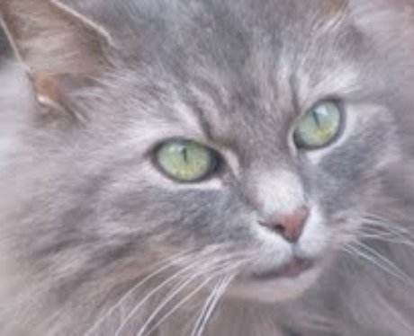 Daleside Pet Pics Competition