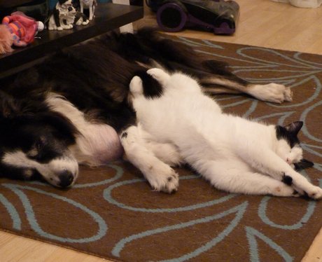 Daleside Pet Pics Competition