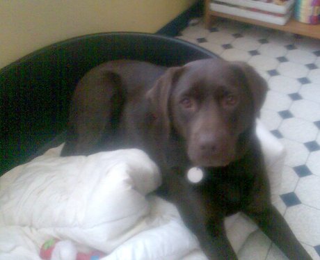 Daleside Pet Pics Competition