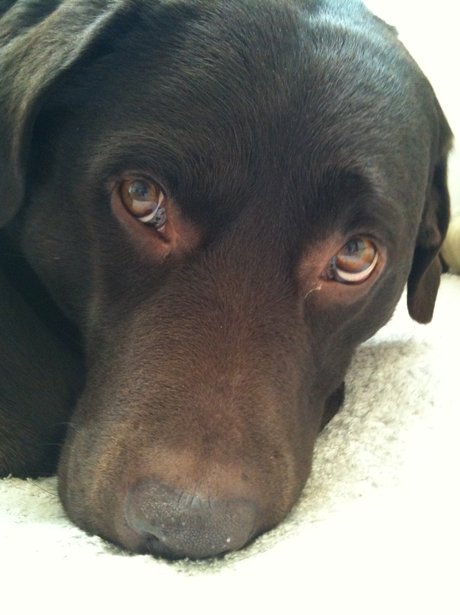 Daleside Pet Pics Competition