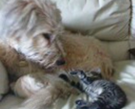 Daleside Pet Pics Competition