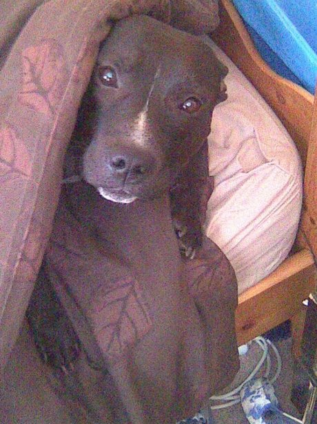 Daleside Pet Pics Competition