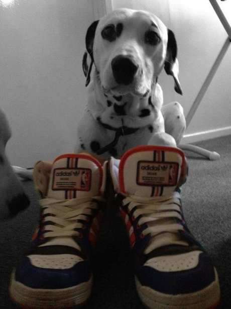 Daleside Pet Pics Competition