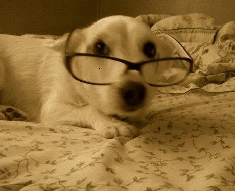Daleside Pet Pics Competition