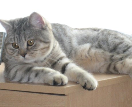 Daleside Pet Pics Competition