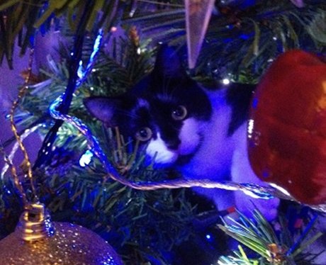 Daleside Pet Pics Competition