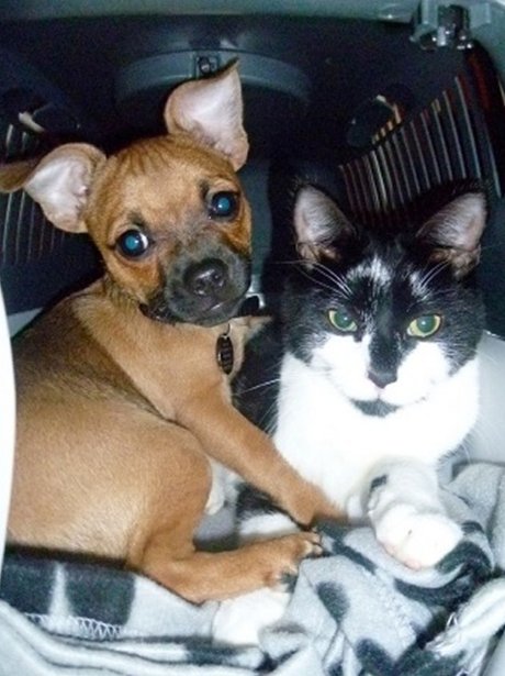 Daleside Pet Pics Competition