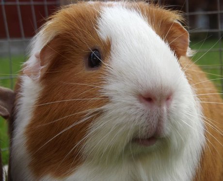 Daleside Pet Pics Competition