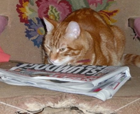 Daleside Pet Pics Competition