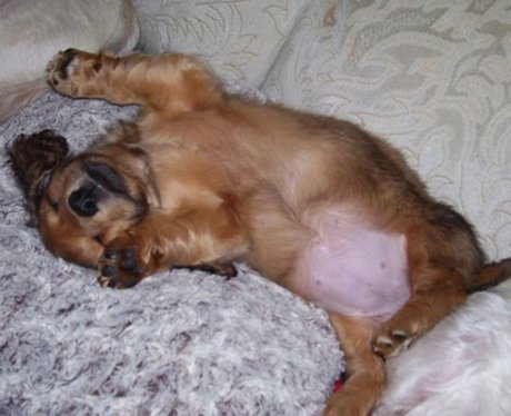 Daleside Pet Pics Competition