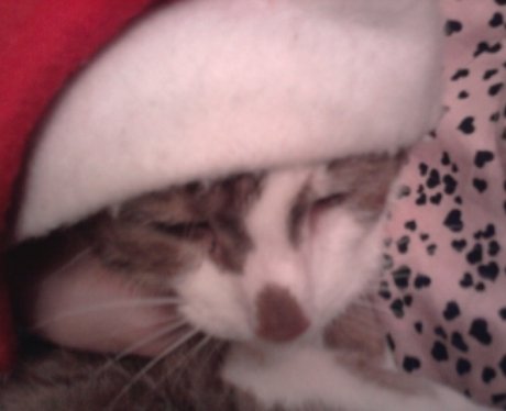 Daleside Pet Pics Competition