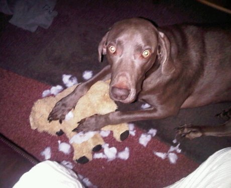 Daleside Pet Pics Competition