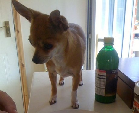 Daleside Pet Pics Competition