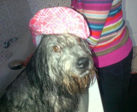 Daleside Pet Pics Competition