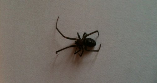 False Widow Spiders In MK