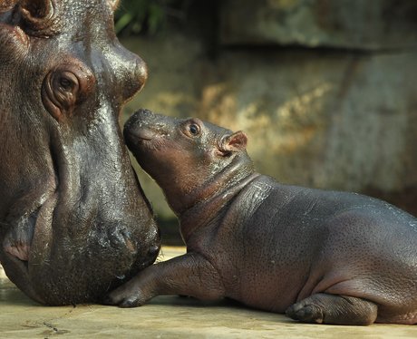 Baby Animals
