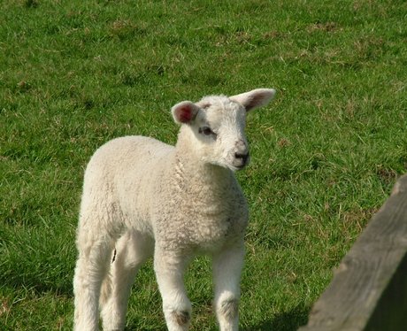 Easton Farm Park - Easton Farm Park - Heart Suffolk