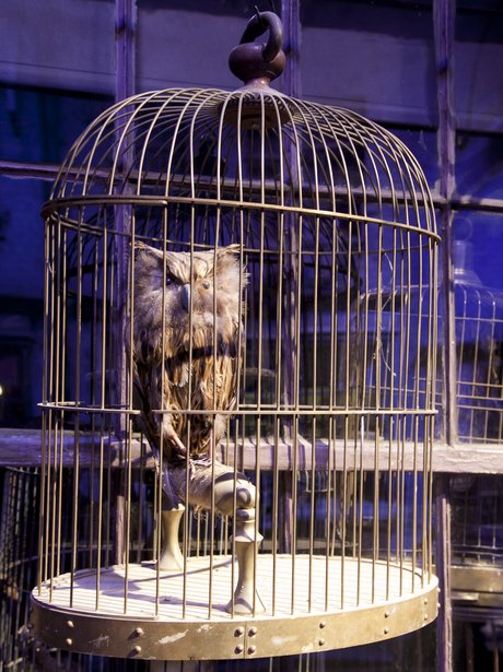 Harry Potter tour owl