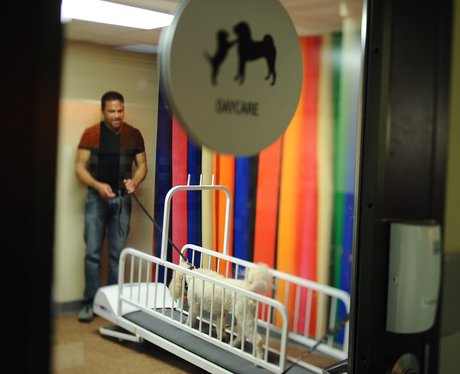 pooch hotel