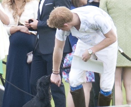 Prince Harry and Lupo at charity polo match