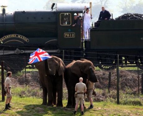 elephants