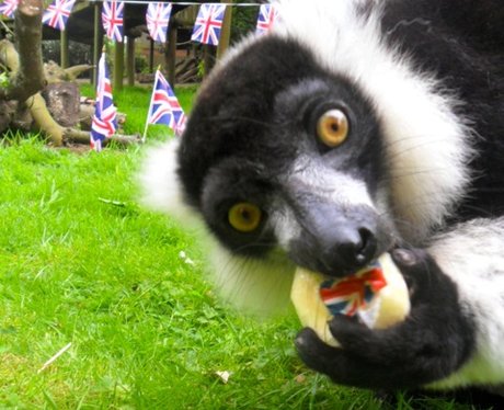 Jubilee Lemur Tea Party