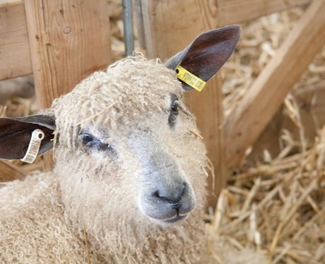 SuffolkShow Day 1