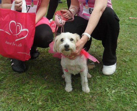 Gillingham Race For Life - With Pets
