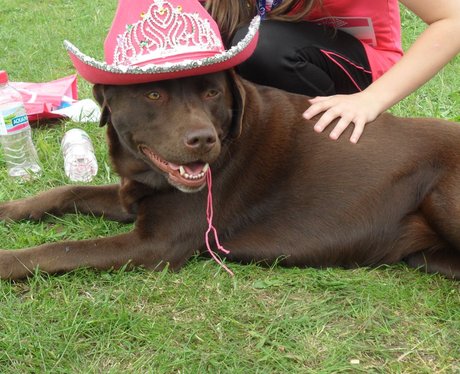 Gillingham Race For Life - With Pets