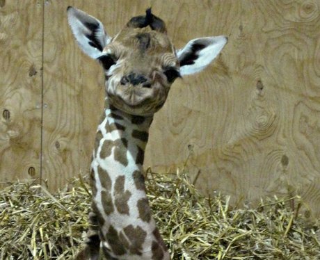 Baby giraffe at Noah's Ark Zoo Farm