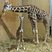 Image 2: Baby giraffe and mum at Noah's Ark Zoo Farm