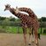 Image 1: Giraffes at Noah's Ark Zoo Farm