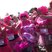 Image 4: Race For Life Portsmouth