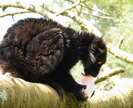 Animals at Cotswold Wildlife Park enjoy ice lollie