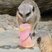 Image 7: Animals at Cotswold Wildlife Park enjoy ice lollie