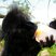 Image 10: Animals at Cotswold Wildlife Park enjoy ice lollie