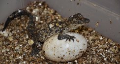 Baby Crocodiles at Cotswold Wildlife Park