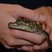 Image 5: Baby Crocodiles at Cotswold Wildlife Park