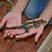Image 6: Baby Crocodiles at Cotswold Wildlife Park