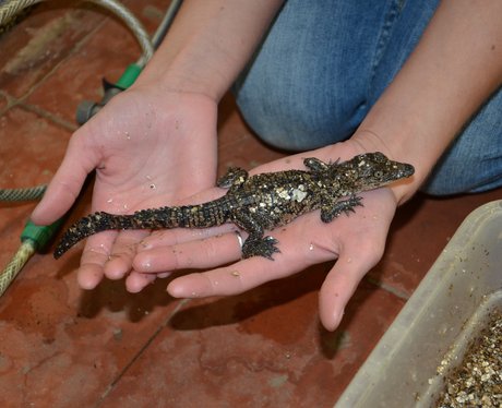 Baby Crocodiles at Cotswold Wildlife Park